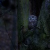 Pustik obecny - Strix aluco - Tawny Owl 5181